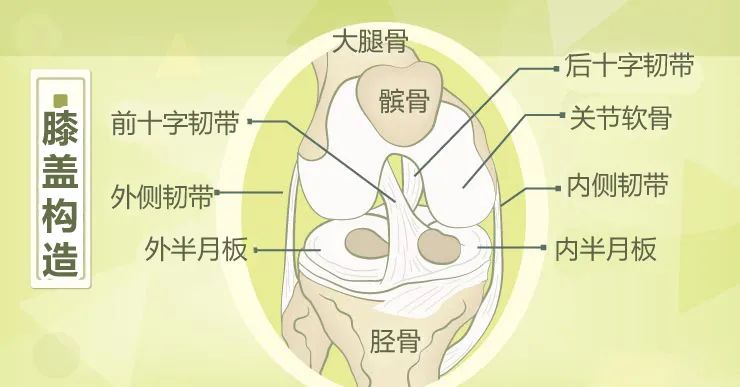 可以先來認識膝蓋解剖要了解膝關節鏡前很多人在年紀大了之後,膝蓋